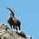 Bouquetin_04