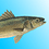 seabass